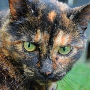 Meet your Posher, Posh